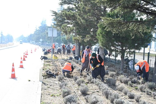 Isparta gülün yanı sıra lavanta ile bezeniyor